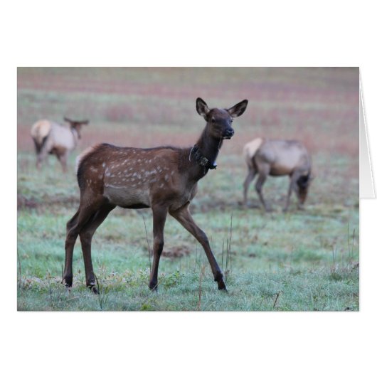 Elk Calf Cards (Front Horizontal)