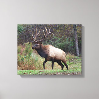 Elk Canvas