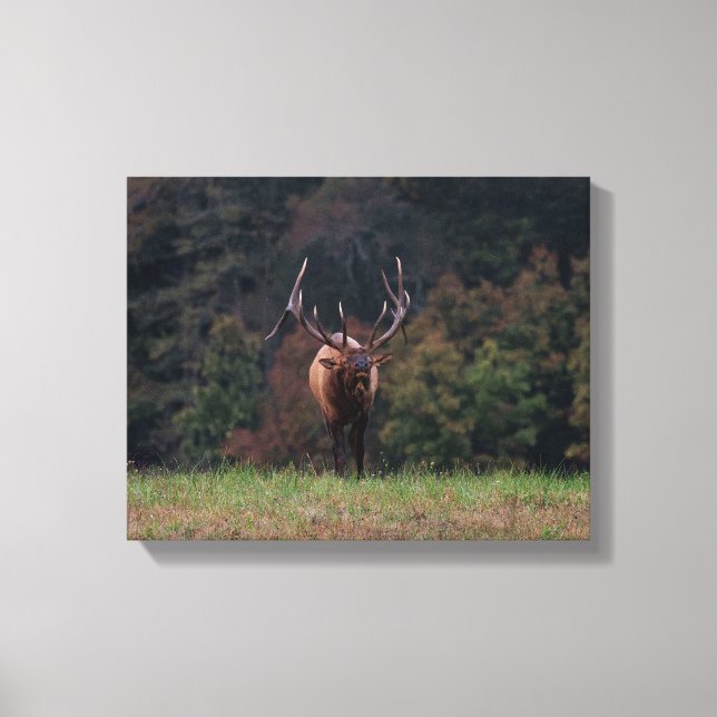 Elk Canvas Print (Front)