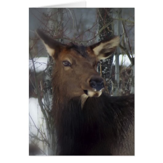 Elk Cards (Front)