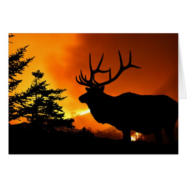 Elk Cards (Front Horizontal)