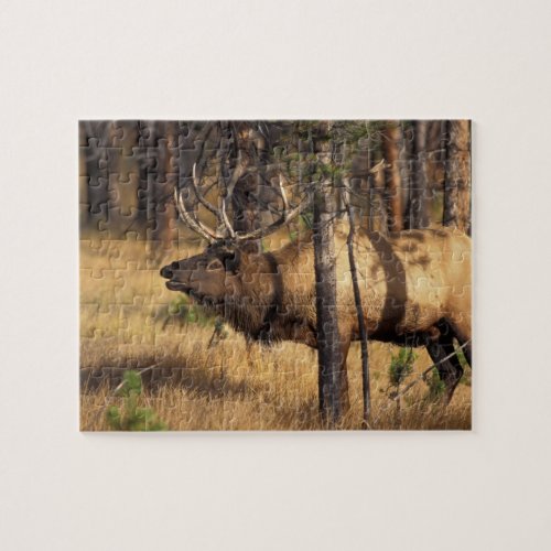 elk Cervus elaphus bull bugles in a burnt out Jigsaw Puzzle