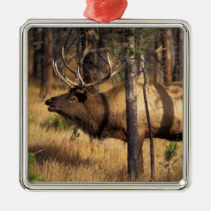 elk, Cervus elaphus, bull bugles in a burnt out Metal Ornament