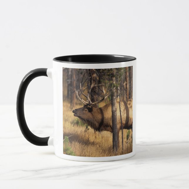 elk, Cervus elaphus, bull bugles in a burnt out Mug (Left)