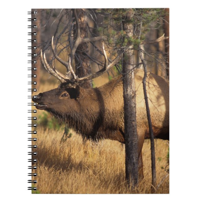 elk, Cervus elaphus, bull bugles in a burnt out Notebook (Front)