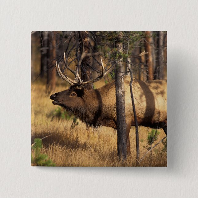 elk, Cervus elaphus, bull bugles in a burnt out Pinback Button (Front)