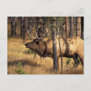 elk, Cervus elaphus, bull bugles in a burnt out Postcard