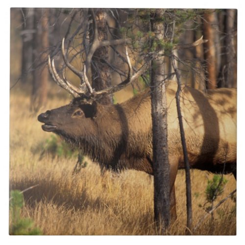 elk Cervus elaphus bull bugles in a burnt out Tile