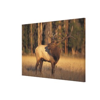elk, Cervus elaphus, bull calling in Canvas Print