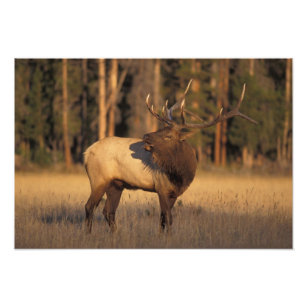 elk, Cervus elaphus, bull calling in Photo Print
