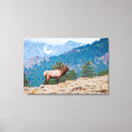 Elk Cervus Elephus Bull Bugling Canvas Print