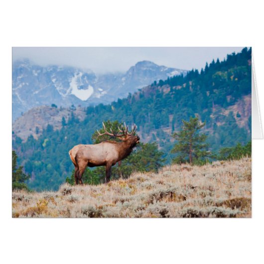 Elk (Cervus Elephus) Bull Bugling Cards (Front Horizontal)