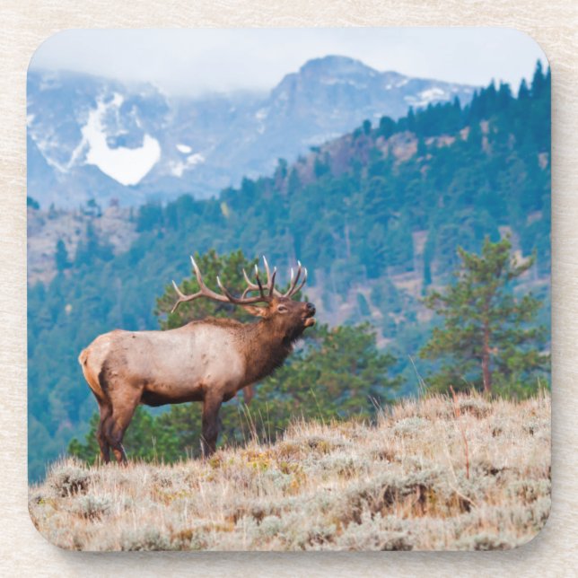 Elk (Cervus Elephus) Bull Bugling Drink Coaster (Front)