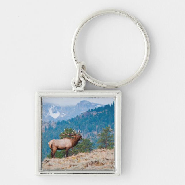 Elk (Cervus Elephus) Bull Bugling Keychain (Front)
