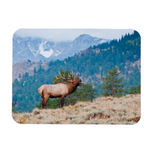 Elk (Cervus Elephus) Bull Bugling Magnet