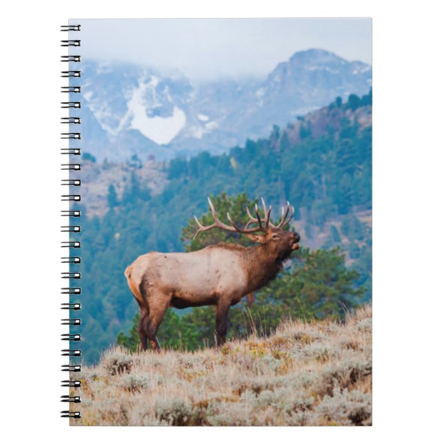 Elk (Cervus Elephus) Bull Bugling Notebook (Front)