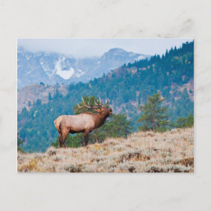 Elk (Cervus Elephus) Bull Bugling Postcard