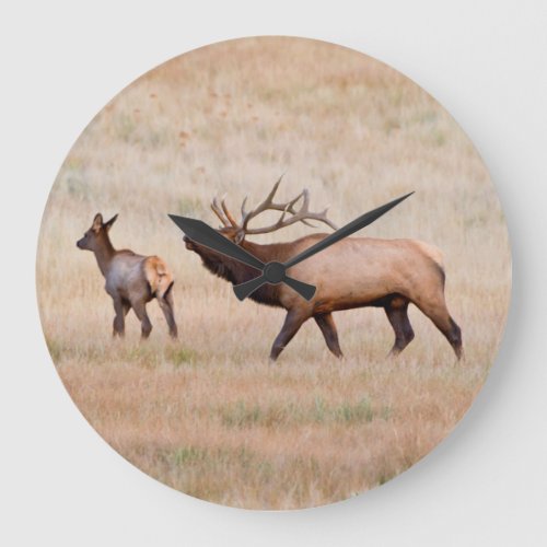 Elk Cervus Elephus Bull Herding Harem 2 Large Clock
