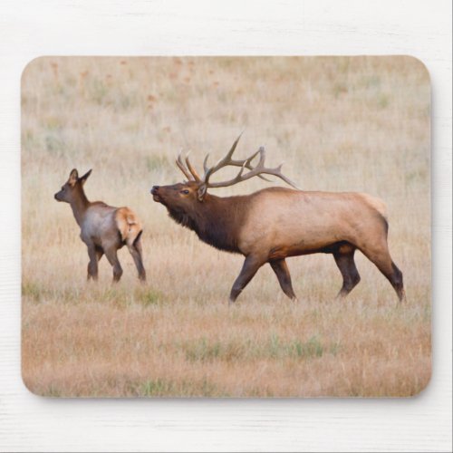 Elk Cervus Elephus Bull Herding Harem 2 Mouse Pad