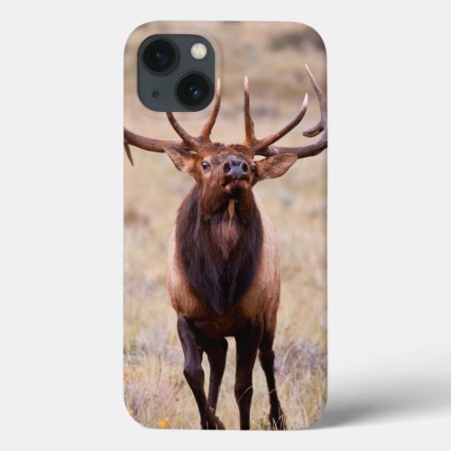 Elk Cervus Elephus Bull Herding Harem iPhone 13 Case