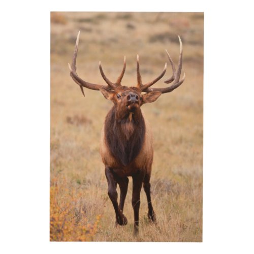 Elk Cervus Elephus Bull Herding Harem Wood Wall Art