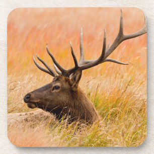 Elk (Cervus Elephus) Resting In Meadow Grass Beverage Coaster