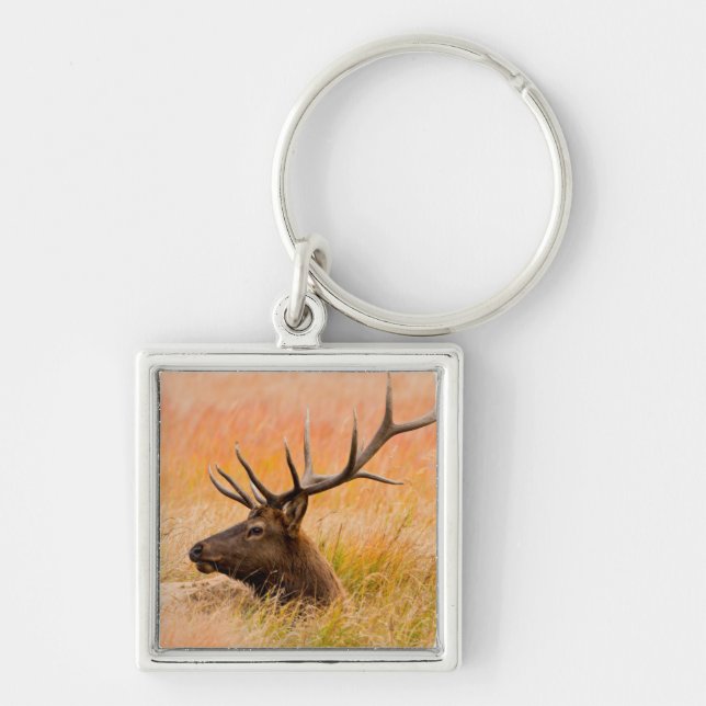 Elk (Cervus Elephus) Resting In Meadow Grass Keychain (Front)