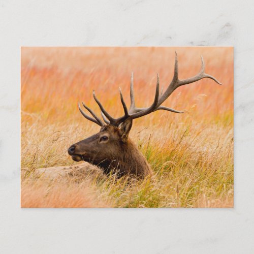 Elk Cervus Elephus Resting In Meadow Grass Postcard