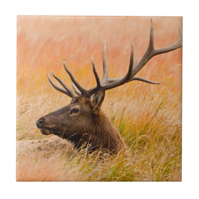 Elk (Cervus Elephus) Resting In Meadow Grass Tile (Front)