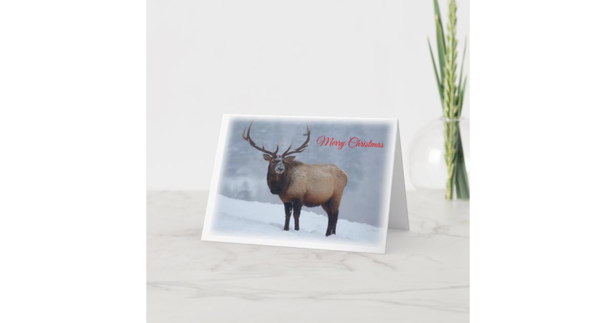 Elk Christmas Card