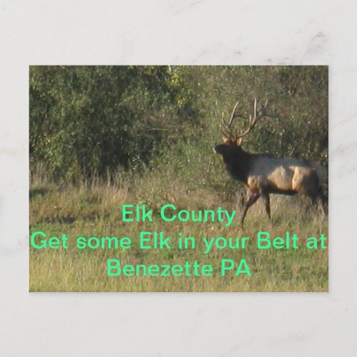 Elk County Benezette PA Postcard