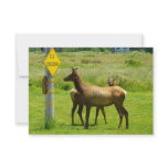 Elk Crossing California Wildlife Photography