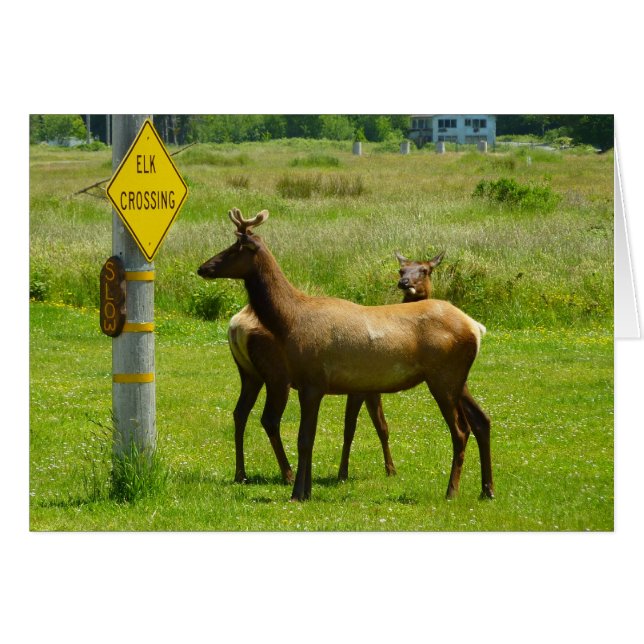 Elk Crossing California Wildlife Photography (Front Horizontal)