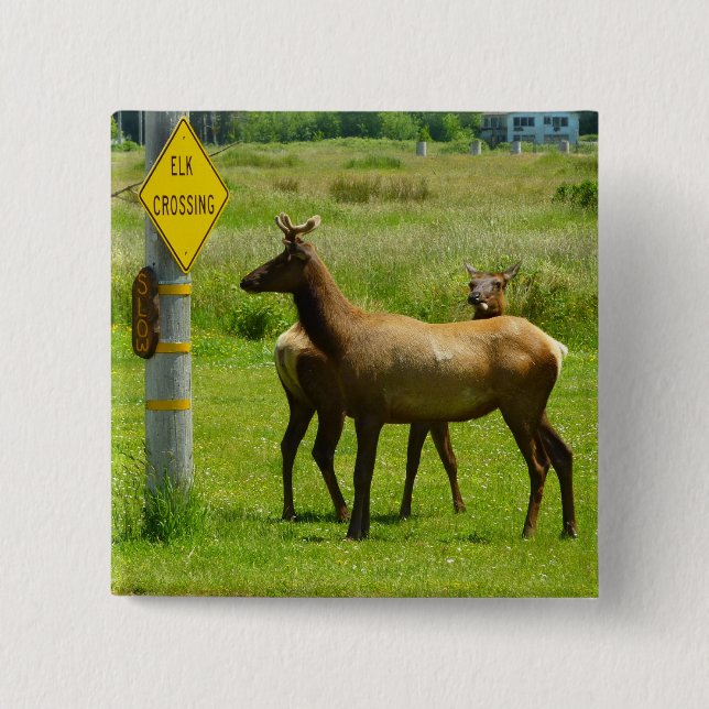 Elk Crossing California Wildlife Photography Button (Front)