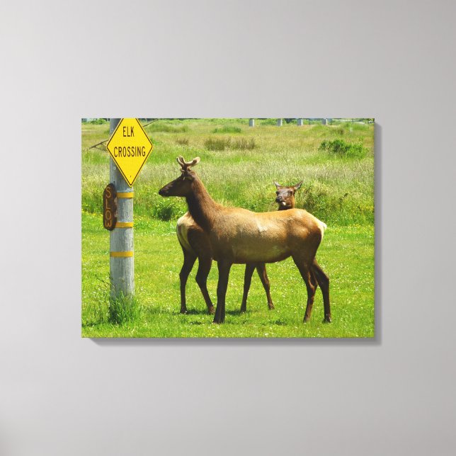 Elk Crossing California Wildlife Photography Canvas Print (Front)