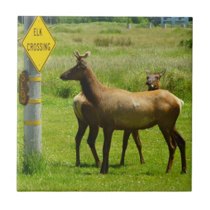 Elk Crossing California Wildlife Photography Ceramic Tile