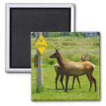 Elk Crossing California Wildlife Photography Magnet