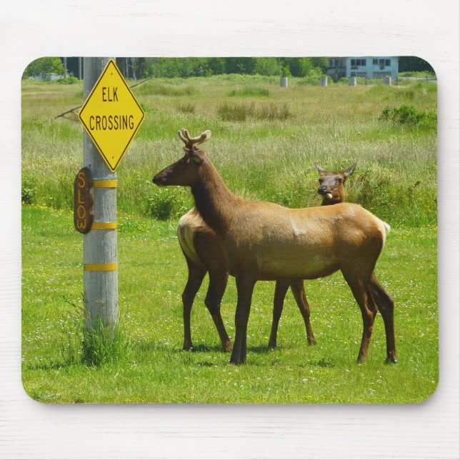 Elk Crossing California Wildlife Photography Mouse Pad (Front)
