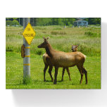 Elk Crossing California Wildlife Photography Paperweight