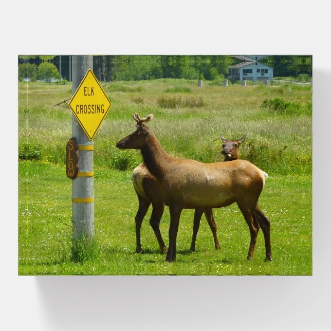 Elk Crossing California Wildlife Photography Paperweight (Front)