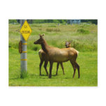Elk Crossing California Wildlife Photography Postcard
