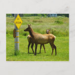 Elk Crossing California Wildlife Photography Postcard