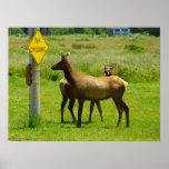 Elk Crossing California Wildlife Photography Poster