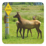 Elk Crossing California Wildlife Photography Square Sticker