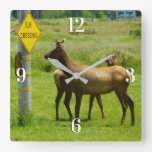 Elk Crossing California Wildlife Photography Square Wall Clock