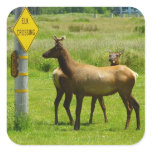 Elk Crossing California Wildlife Square Sticker