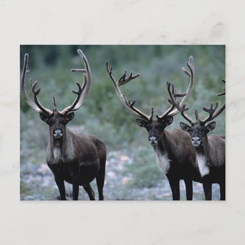 Elk Herd  Mt Baring Washington Postcard