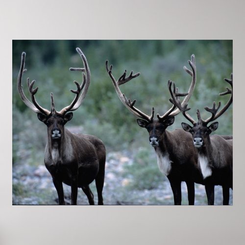 Elk Herd  Mt Baring Washington Poster