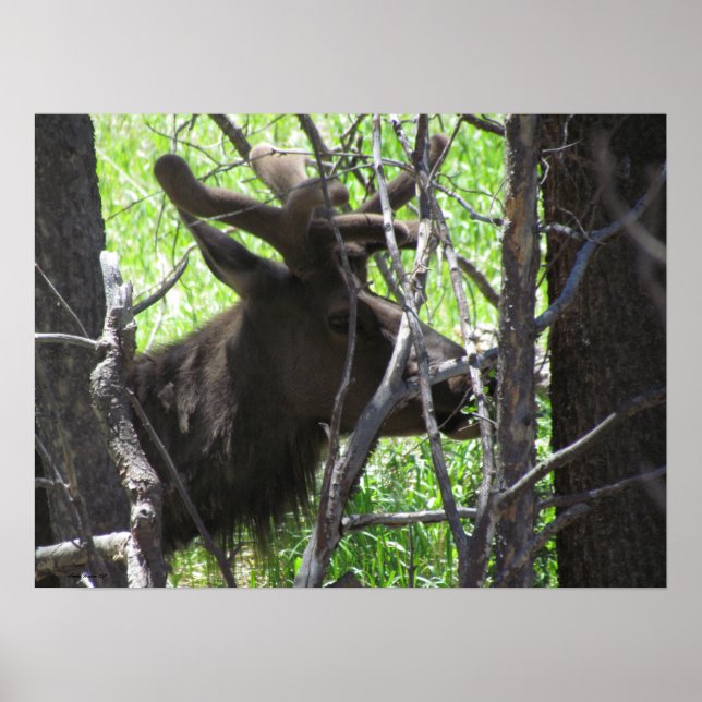 Elk in Estes Park Colorado Poster (Front)