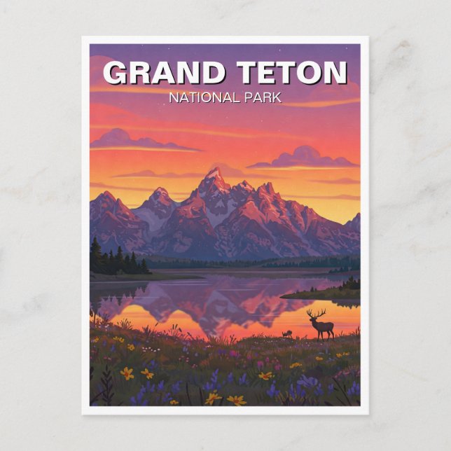 Elk in Grand Teton National Park Postcard (Front)